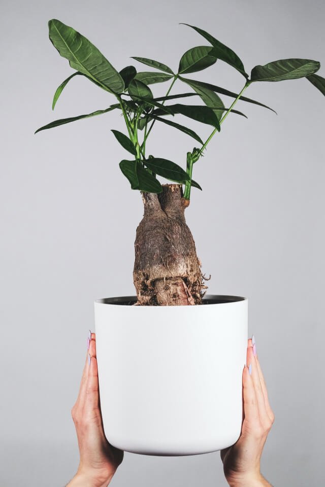 plants-shop-product-gallery-img-17 plants shop product gallery img 17